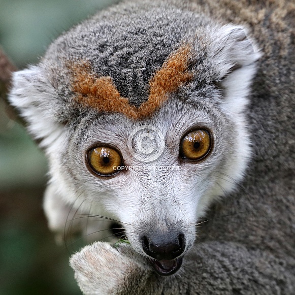 Crowned lemur (Eulemur coronatus) Crowned lemur (Eulemur coronatus)