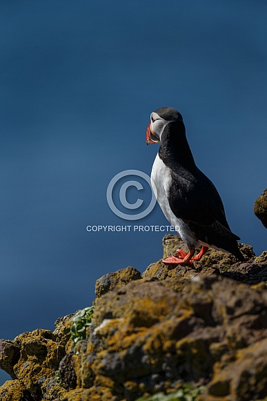 Puffin the birds from the arctic. Puffin the birds from the arctic.