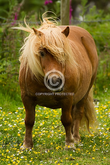 Cheeky Shetland Pony Cheeky Shetland Pony