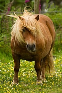 Cheeky Shetland Pony