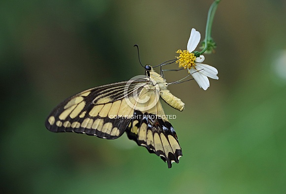 King Swallowtail