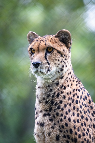 Cheetah Cheetah