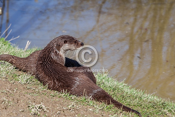 European Otters