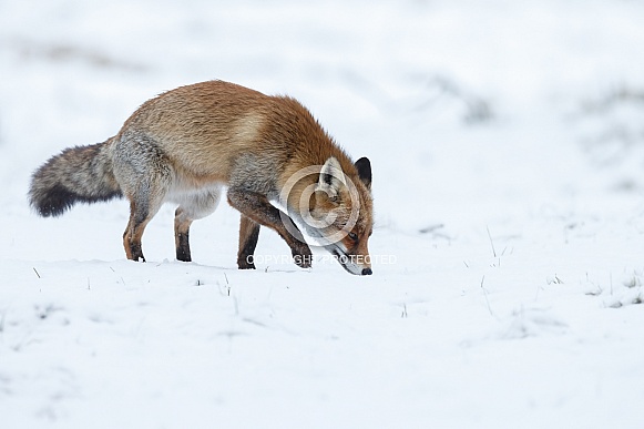 Red fox in Nature Red fox in Nature