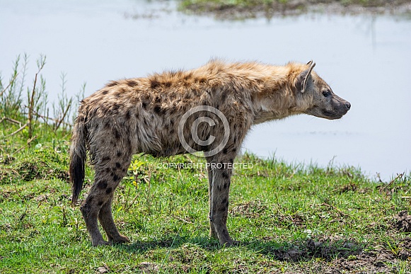 Spotted Hyena