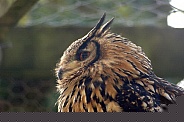 Indian Eagle Owl