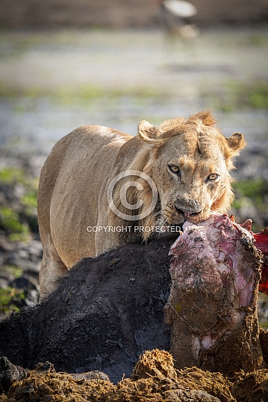 Male lion feasting on buffalo carcass Male lion feasting on buffalo carcass