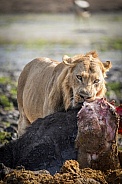 Male lion feasting on buffalo carcass