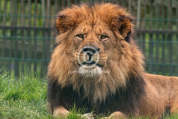 African Lion Male Lying Down