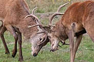 Red deer