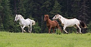 3 Horses Running