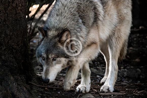 Wolf Dog