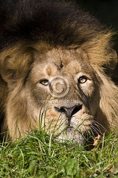 Lion - Okavango Delta - Botswana Lion - Okavango Delta - Botswana