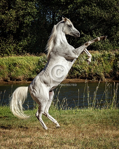 Arabian Horse--Arabian Majesty
