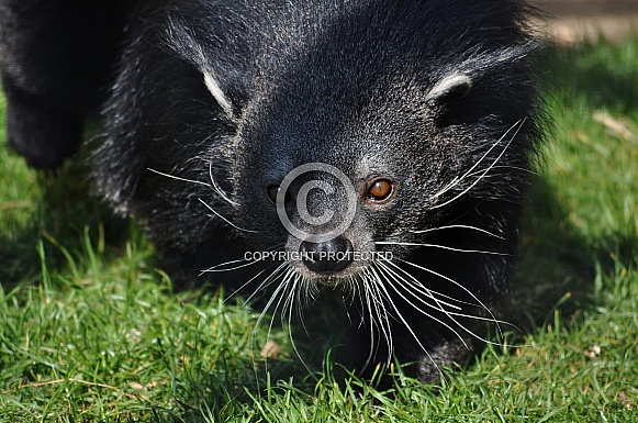 Binturong (Arctictis binturong)