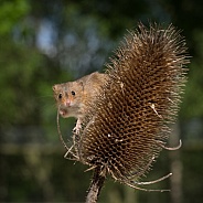 Harvest Mouse