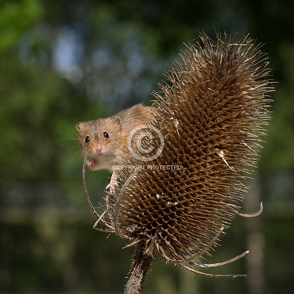 Harvest Mouse