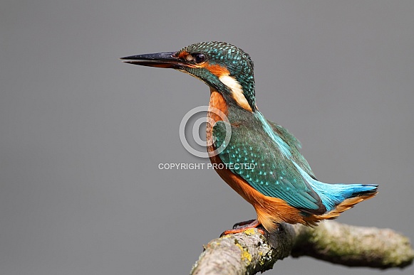 Kingfisher Kingfisher
