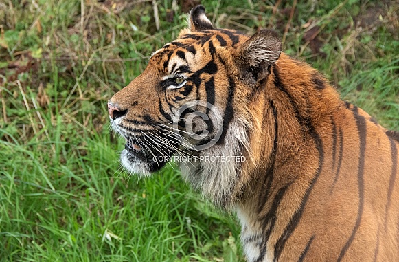 Sumatran Tiger Side Profile
