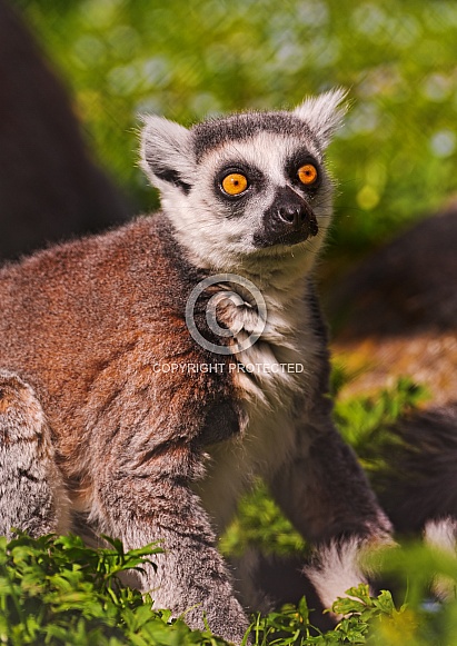 Lemur