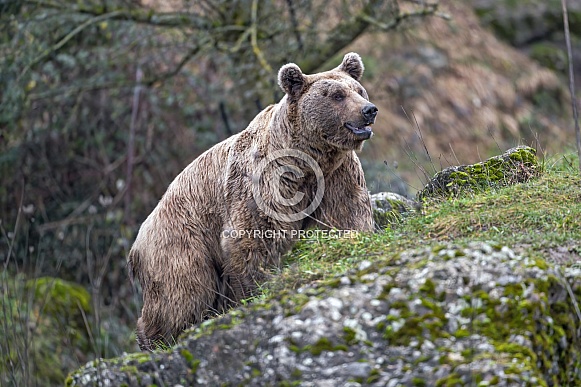 Bear climbing rock