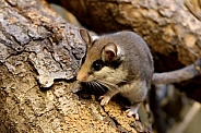 The garden dormouse (Eliomys quercinus)