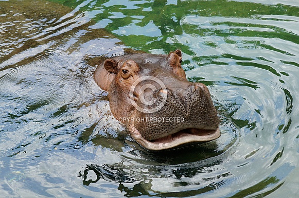 Hippo