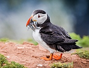 Puffin