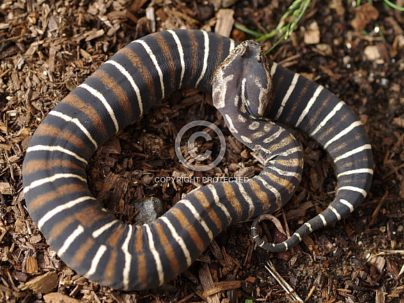 Scaleless Death Adder