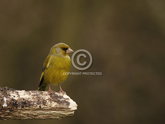 European greenfinch