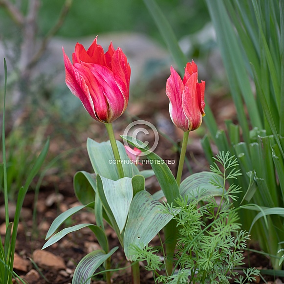 Tulips