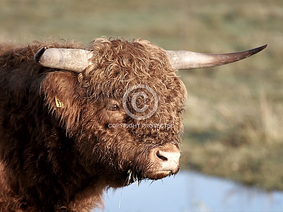 HIghland Cattle