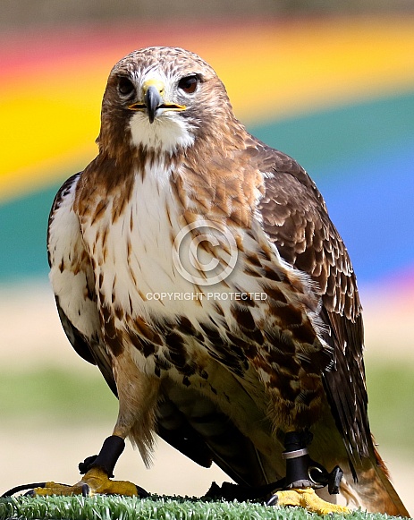 African red-tailed buzzard
