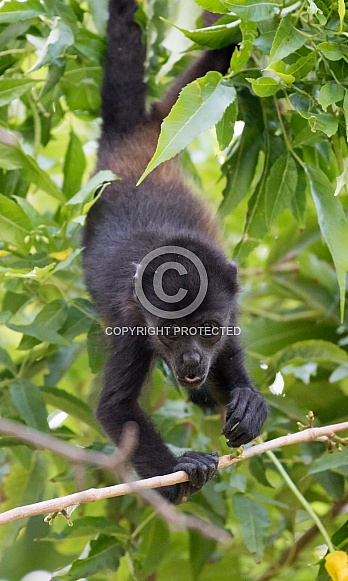 Howler Monkey Howler Monkey