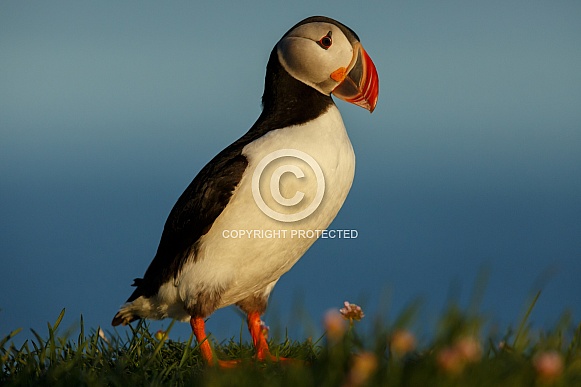 Puffin the birds from the arctic. Puffin the birds from the arctic.