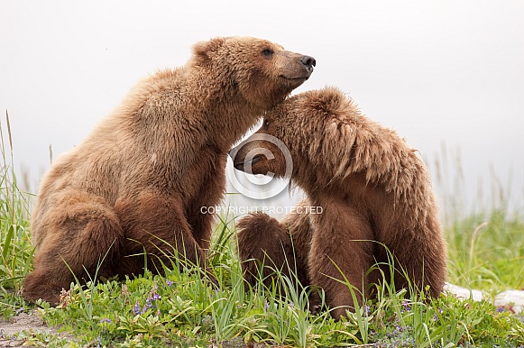 Wild Alaskan Brown Bears