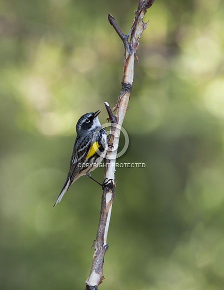 Yellow-rumped Warbler Male Yellow-rumped Warbler Male