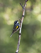 Yellow-rumped Warbler Male