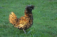 Golden Polish Cockerel
