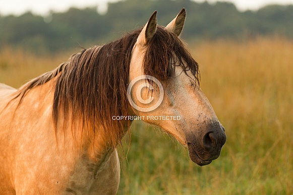 Buckskin Horse