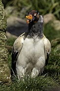 King vulture