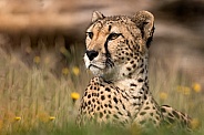 Cheetah In Grass Head Up