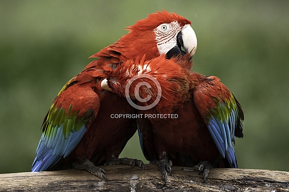 Green Wing Macaws Preening Each Other