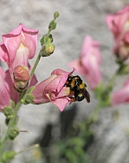 Bumblebee On Snapdragon