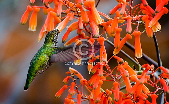 Hummingbird in the Orange Aloe