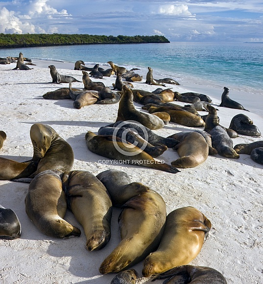 Galapagos Sea Lions - Galapagos Islands - Ecuador Galapagos Sea Lions - Galapagos Islands - Ecuador