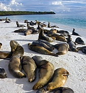 Galapagos Sea Lions - Galapagos Islands - Ecuador