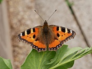 Small tortoiseshell butterfly