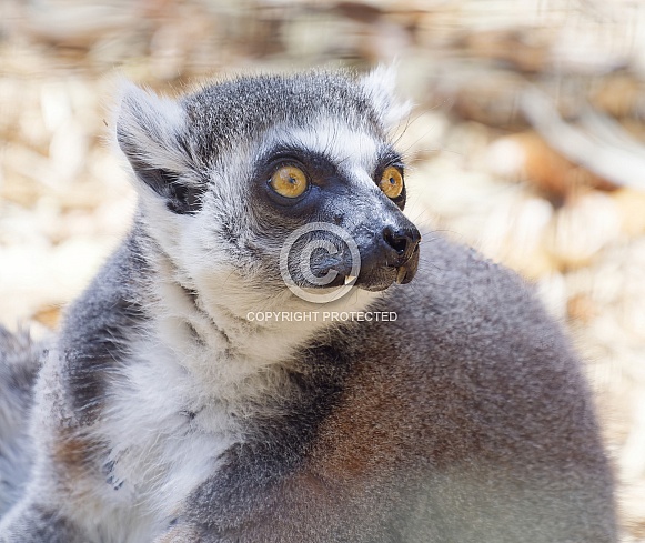 Lemur