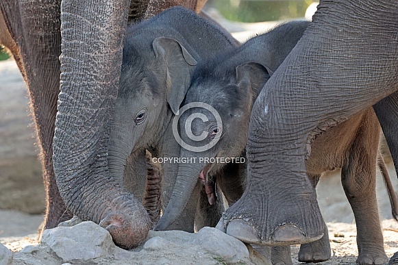 Young elephant (Elephas maximus)